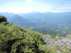 Juniperus-sabina_растение_2